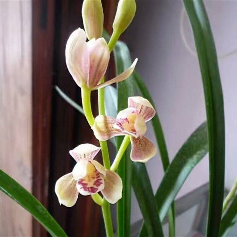 带花苞 粉荷 四季兰建兰荷瓣 粉红娇美 香味浓郁爱开花