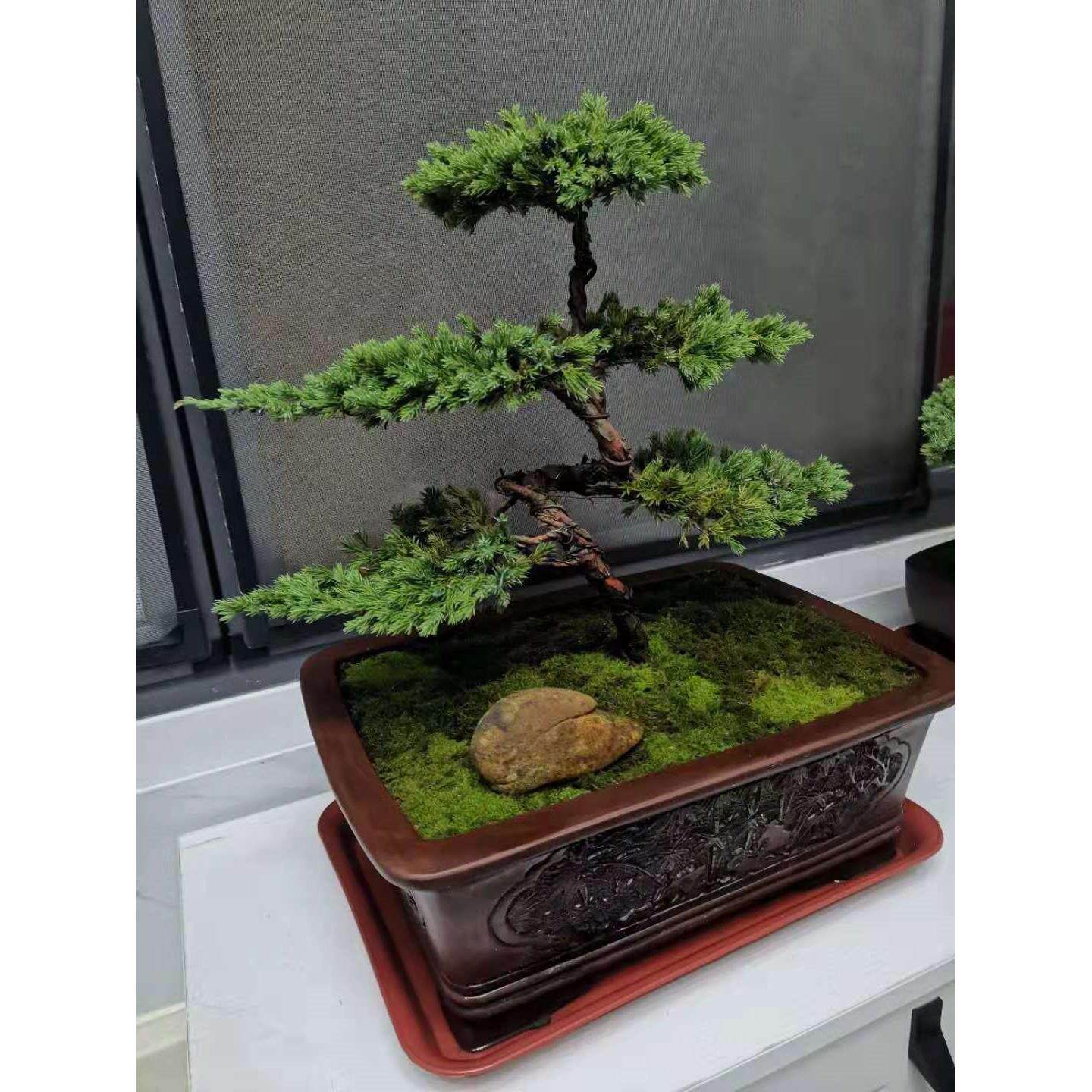 迎客松盆景真树盆景玄关室内办公盆栽观悬崖老桩阳台常青植物庭院