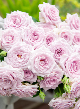 天狼月季 黛紫 自育月季玫瑰 多季紫色系丰花灌木月季庭院花园