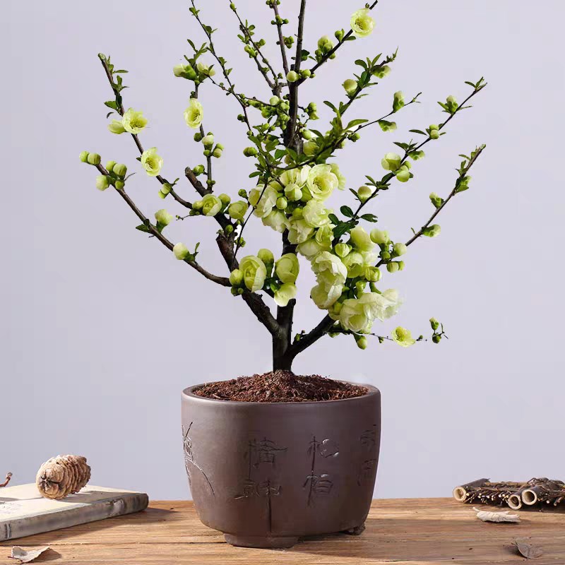 惠惠的花园海棠花盆栽庭院开花长寿冠绿宝石盆景室内阳台树苗花卉