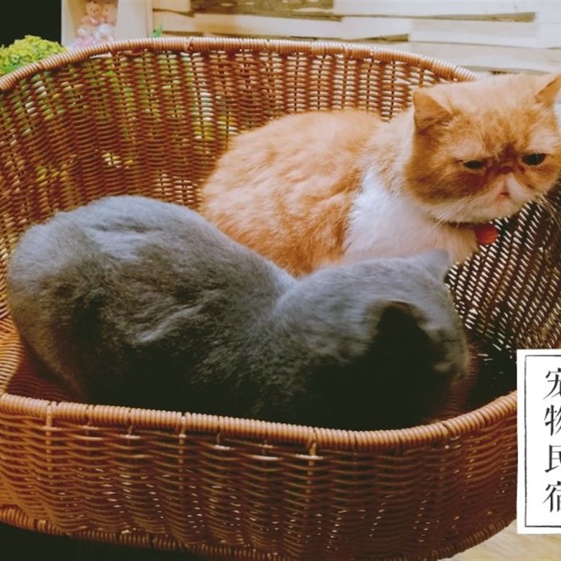 藤编猫窝夏季猫屋四季通用泰迪狗窝猫房子猫架玩具猫爬架别墅宠物