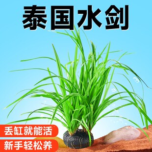 泰国水剑坨草溪流缸南美鱼缸造景水草植物后景阴性阿根廷九冠淡水