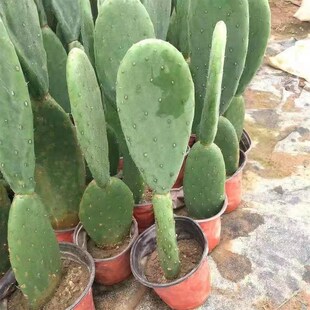 仙人掌盆栽新鲜墨西哥米邦塔可食用药用仙人掌种植外敷绿植