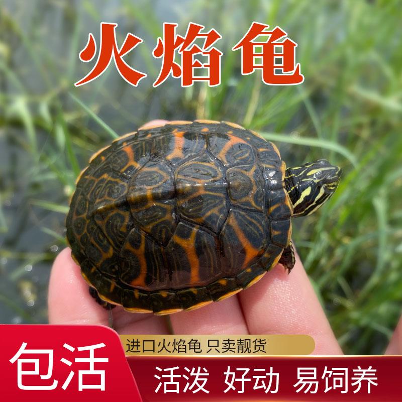 乌龟火焰龟活物宽纹红腹深水宠物龟适合家养的小乌龟观赏招财认主