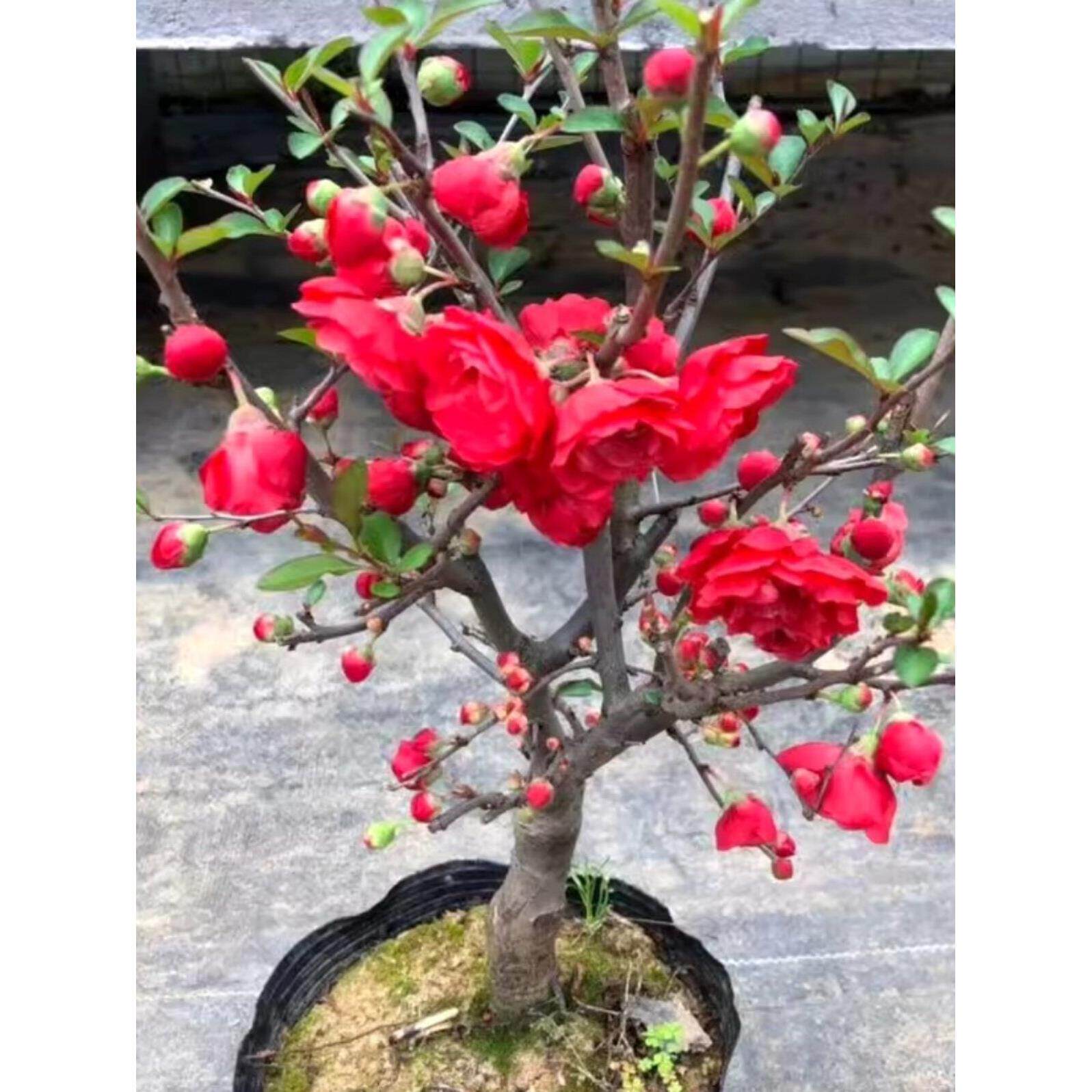 红牡丹海棠花盆栽盆景老桩树苗大红色花重瓣海棠庭院植物当年开花