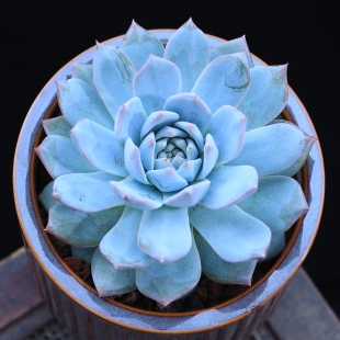 粉蓝鸟多肉植物肉肉植物盆栽绿植花卉室内植物蓝鸟云南直发