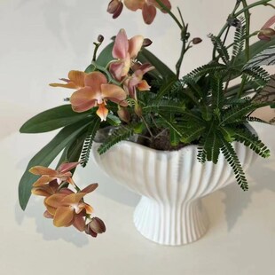 2024新品陶瓷花盆创意条纹花瓶插花简约大口径蝴蝶兰蕙兰绿植高脚