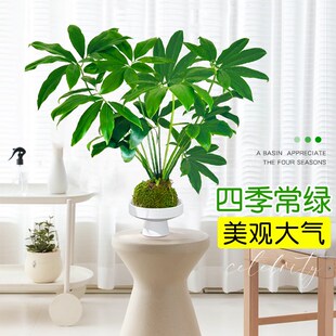 水培植物印第安羽毛蔓绿绒室内客厅办公室桌面大叶伞绿植盆栽摆件