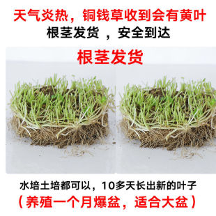 铜钱大叶个性创意盆栽铜钱草水培水养土培室内植物叶茂盛根系发达