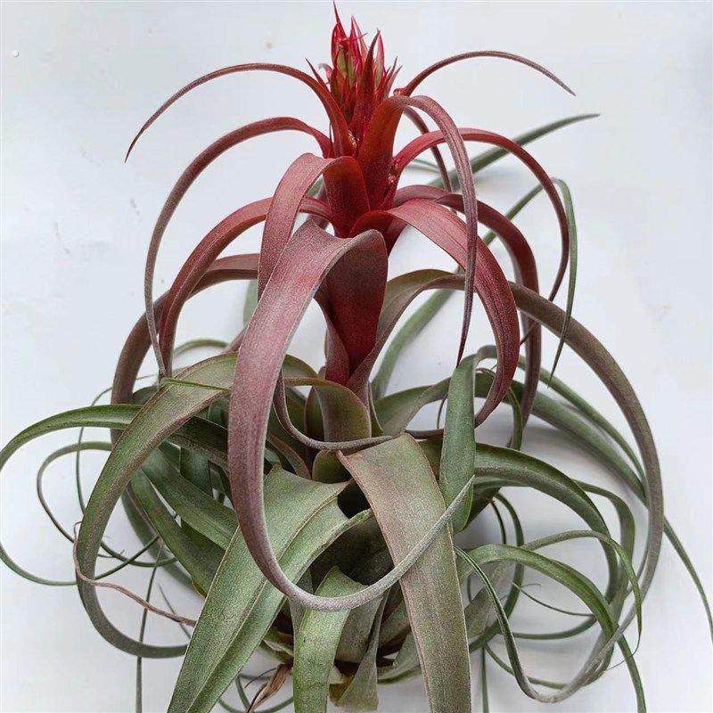 雨林紫艾,空气凤梨无土懒人植物,宠物/宠物食品及用品,造景/装饰,淘宝优惠券,粉丝福利购,淘宝优惠卷