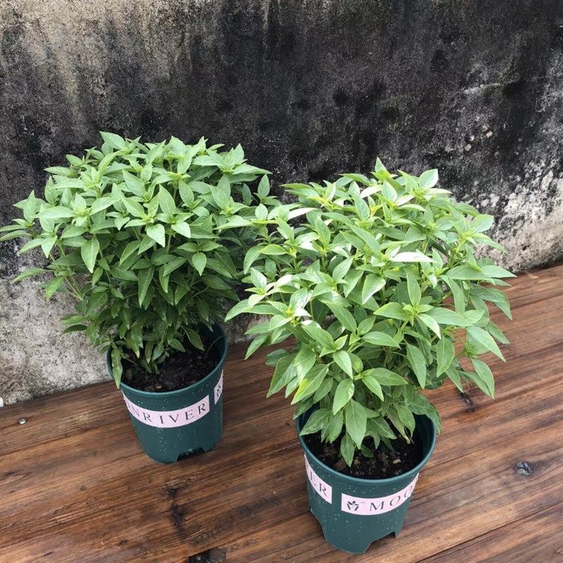 九层塔盆栽植物可食用室内客厅驱蚊迷迭香好养薄荷紫苏小绿植花苗