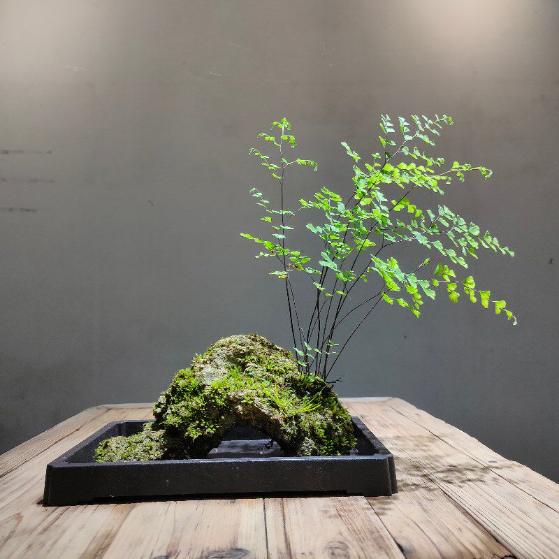 吸水石附石菖蒲盆景上水石苔藓微景观假山办公室水培绿植一物一拍