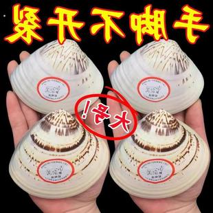 老上海蛤蜊油护手霜冬天滋润防干裂手油老式嘎啦油蚌壳歪子油贝壳