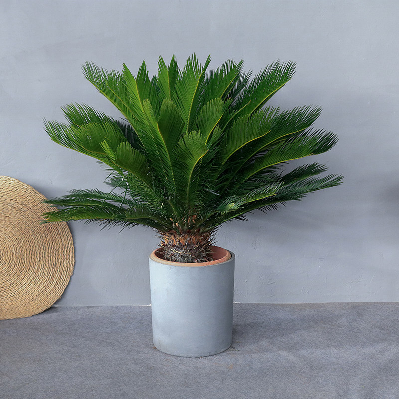 苏铁盆栽 大型室内绿植客厅室外办公室除甲醛净空气盆景观叶植物,鲜花速递/花卉仿真/绿植园艺,大型绿植/成品组合盆栽,淘宝优惠券,粉丝福利购,淘宝优惠卷