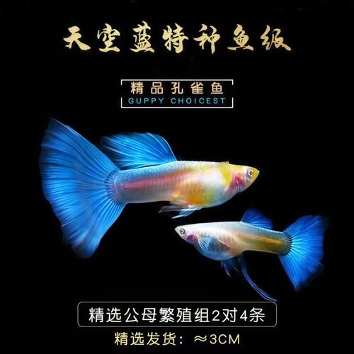 赛级精品天空蓝孔雀鱼临产大肚母鱼胎生凤尾热带观赏鱼活体宠物鱼