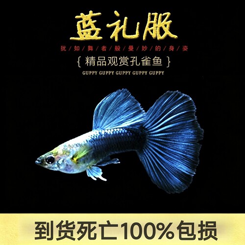 纯种精品银背蓝礼服临产大肚子孔雀鱼满麟观赏鱼热带鱼小型活体鱼