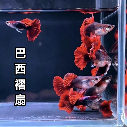 精品赛级巴西折扇孔雀鱼热带鱼淡水鱼背鳍大开角褶扇大尾巴