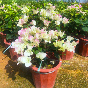 三角梅盆栽带花大棵适合冬季种的花期超长的花卉三角梅带花苞发货