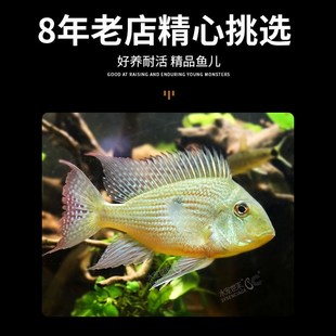 斯维尼关刀鱼南美食土鲷鱼圣塔伦宝石鱼龙鱼配鱼原慈鲷热带观赏鱼