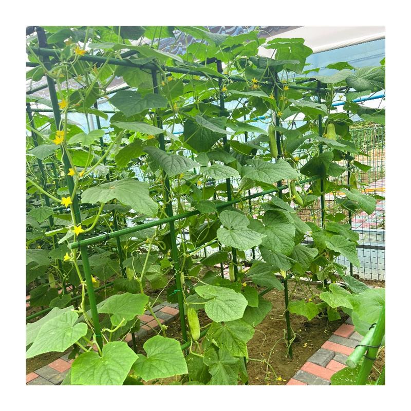 。苦瓜爬藤架四季豆丝瓜西瓜猕猴桃爬藤架葡萄架金银花凌霄花爬藤图片