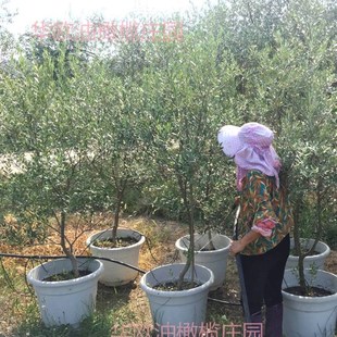 华欧油橄榄树苗大型绿植盆栽室外阳台净化空气欧风庭院别墅真植物