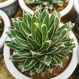 世之雪多肉植物 趣味笹之雪龙舌兰科罕见高端多肉小盆栽大颗