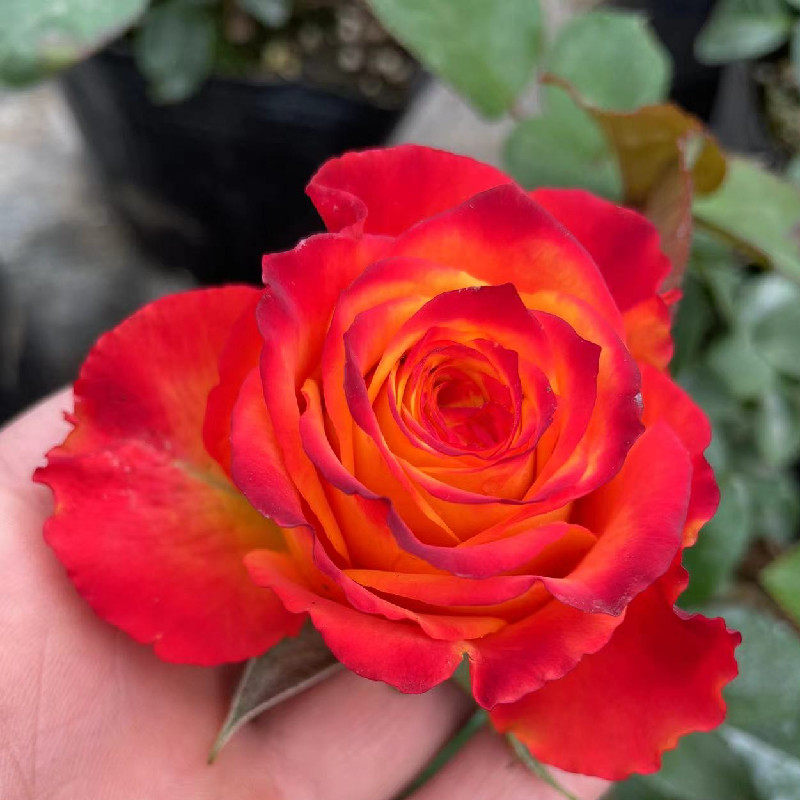 新品 火焰玫瑰 切花月季复色特大花四季阳台花园盆栽花卉绿植物,鲜花速递/花卉仿真/绿植园艺,月季/蔷薇/玫瑰,淘宝优惠券,粉丝福利购,淘宝优惠卷