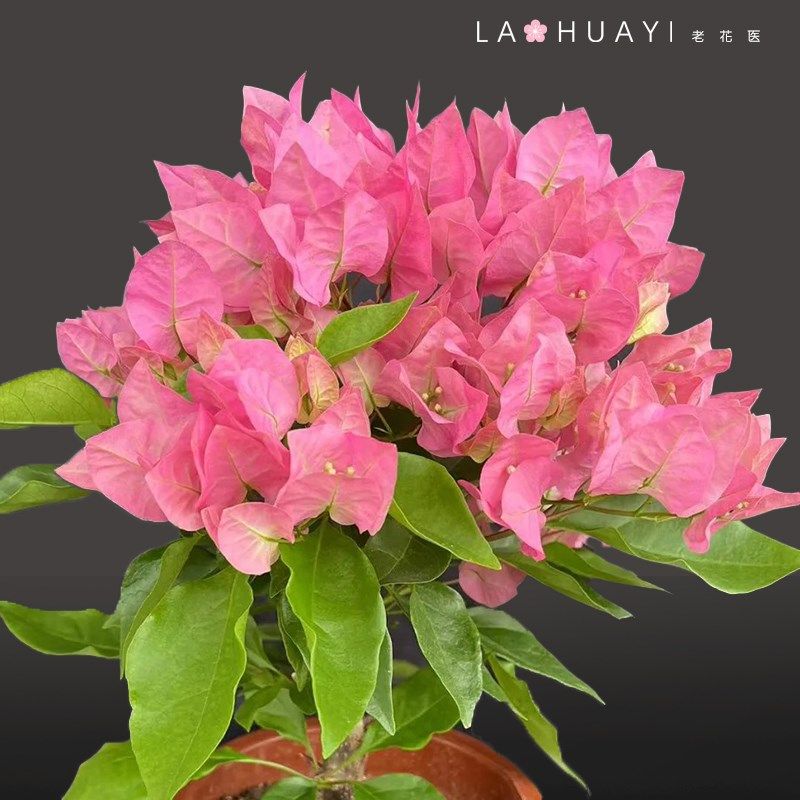 比巴粉三角梅喜光易养护室内室外庭院花卉观赏植物,鲜花速递/花卉仿真/绿植园艺,绣球/木绣球/木本植物,淘宝优惠券,粉丝福利购,淘宝优惠卷