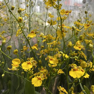 跳舞兰盆栽文心兰带花苞四季兰花洋兰室内绿植办公室高档花卉植物