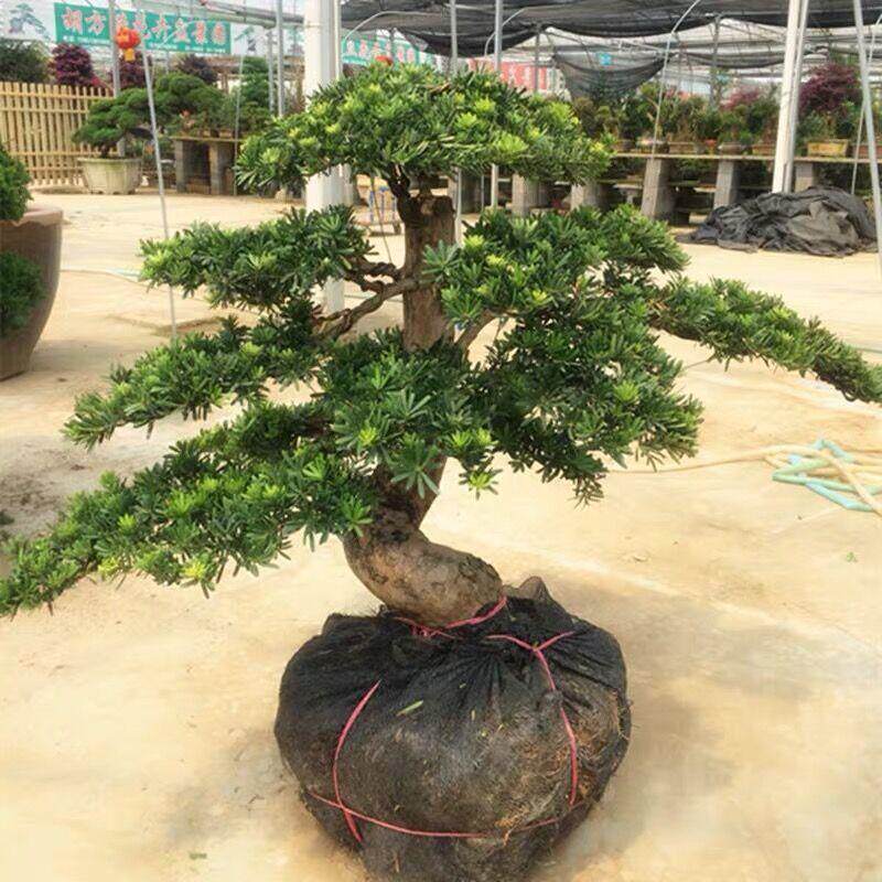 罗汉松盆景老桩松树迎客松造型花卉盆栽真柏黄杨五针松室内外好养