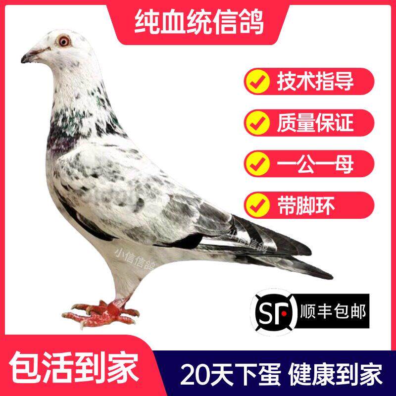 麒麟花鸽子活一对成绩鸽信鸽赛鸽鸽子原配种鸽小鸽活体幼鸽血统鸽