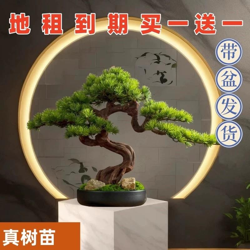 新品真树迎客松盆景花卉室内外四季常青耐寒松树盆景地栽盆栽植物
