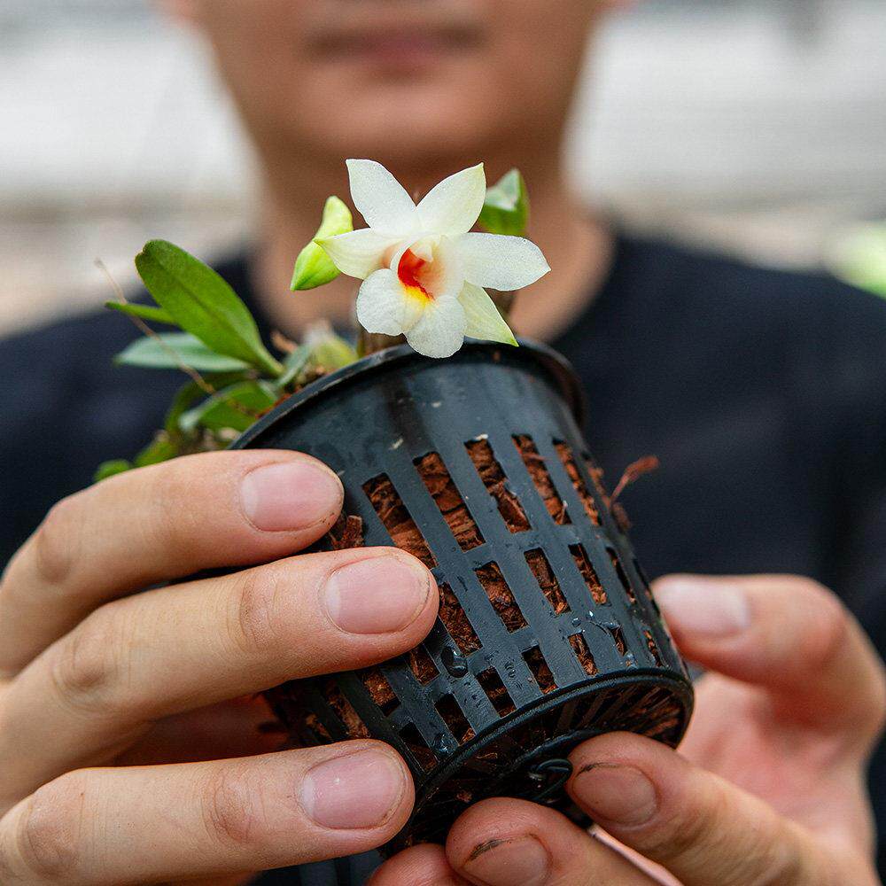 匠人花圃喉红石斛夏季开花小巧桌面好养植物盆栽矮石斛有香雨林缸