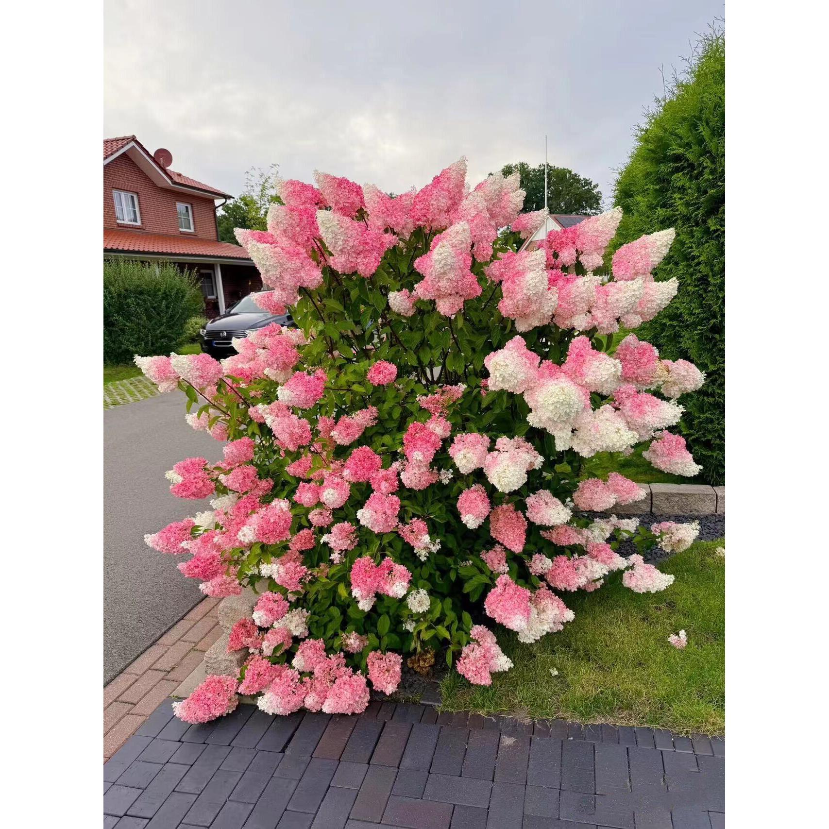 别墅花园高档绣球花苗无尽夏圆锥木绣球香草草莓大苗庭院耐寒耐热
