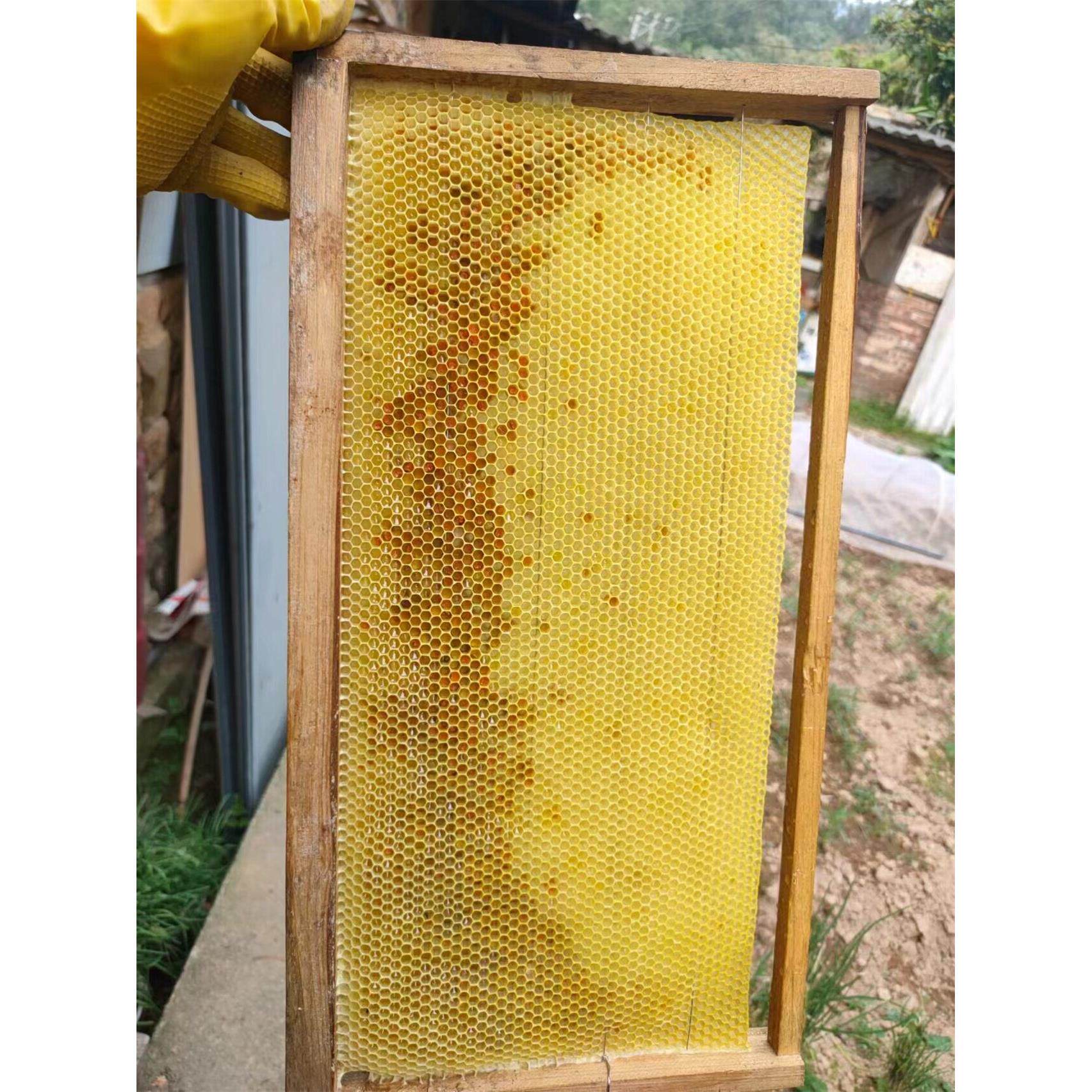 中蜂巢脾带框老巢脾新脾蜜蜂窝诱蜂笼蜂过箱意标巢框造好脾上梁49