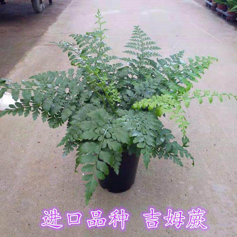 蕨类植物进口吉姆蕨宝石蕨盆栽大型室内客厅四季常绿造景水培蕨类