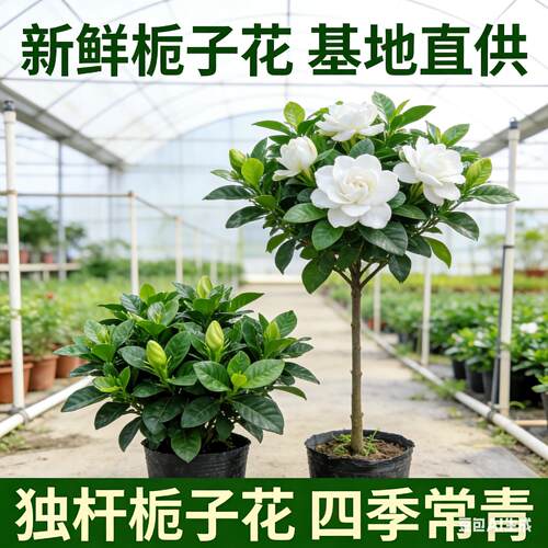 栀子花盆栽 独杆栀子花花卉四季 开花带花苞发货大叶牡丹栀子花