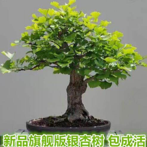 四季银杏树苗盆景造型老桩矮霸庭院种办公室花卉盆栽植物室内易活