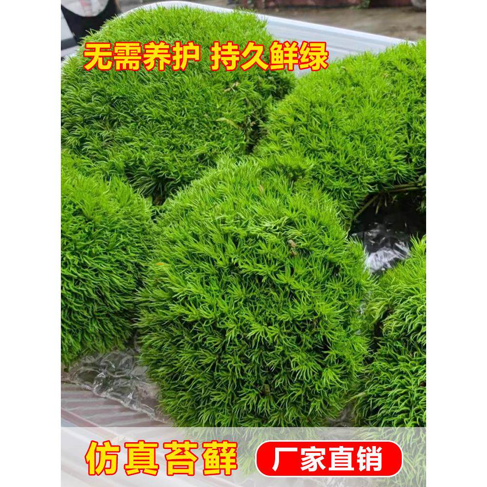 永生苔藓微景观盆景铺面青苔装饰假山水缸雨林造景材料植白发藓