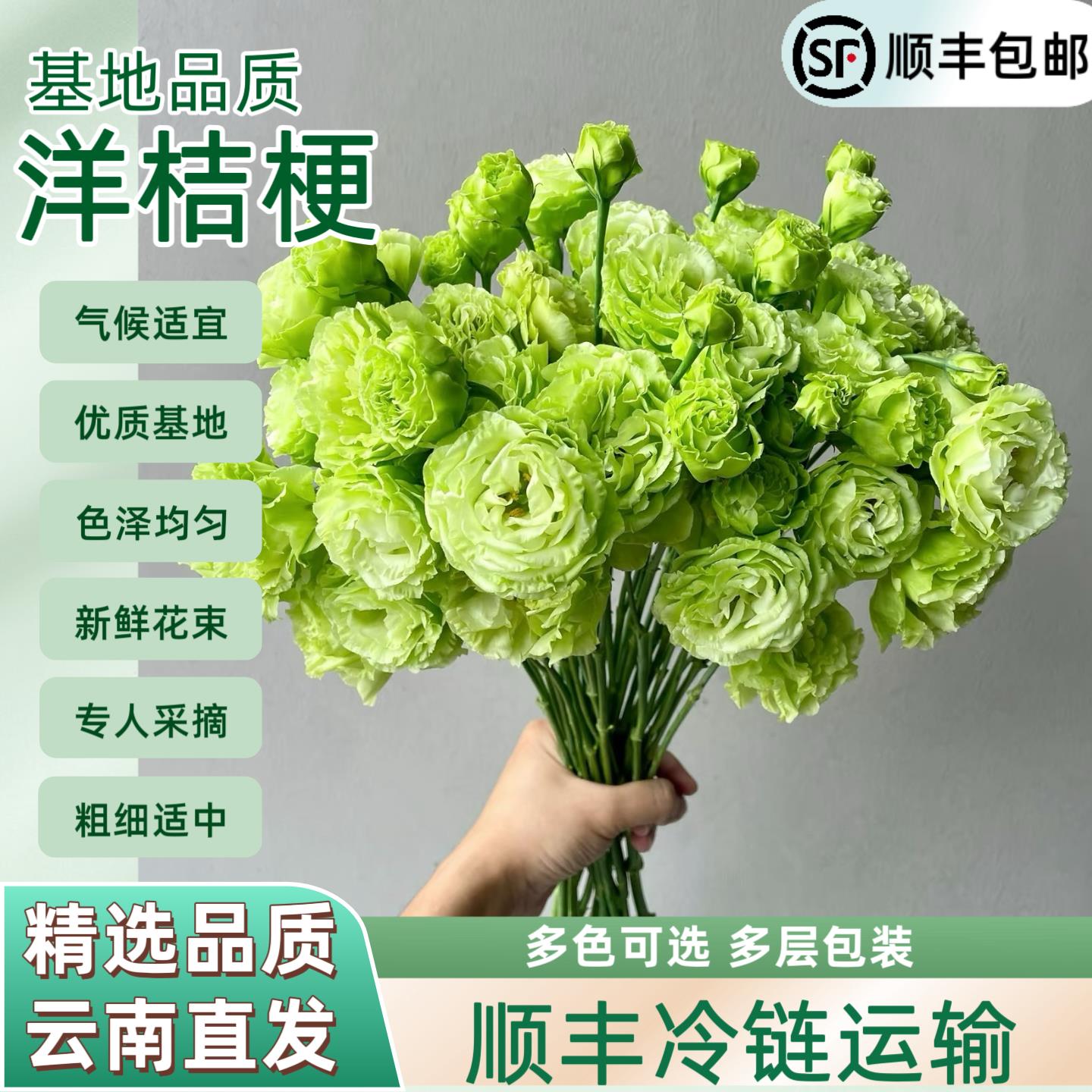 洋桔梗鲜花紫粉白绿边家用插花水培花束无刺玫瑰鲜切云南基地直发
