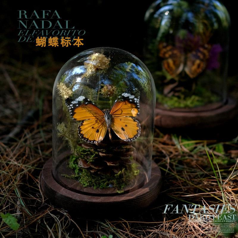蝴蝶标本装饰摆饰昆虫玻璃罩微景观生态动植物干燥花主题展示摆件