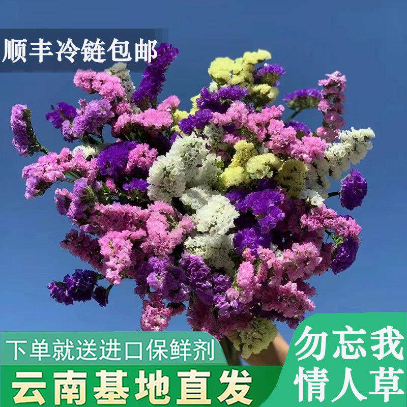 勿忘我鲜花云南基地直发情人草可做干花家用水养插花鲜切花配花