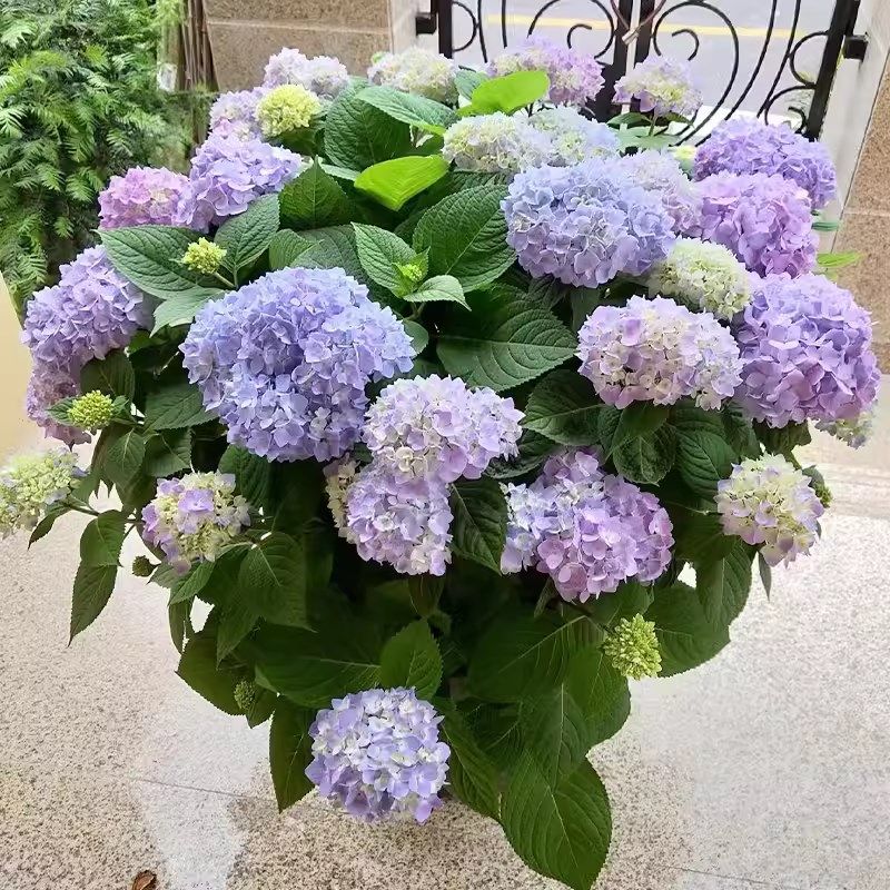 腾飞园艺 绣球花大苗无尽夏落跑新娘 种好庭院阳台精品盆栽绿植,鲜花速递/花卉仿真/绿植园艺,绣球/木绣球/木本植物,淘宝优惠券,粉丝福利购,淘宝优惠卷
