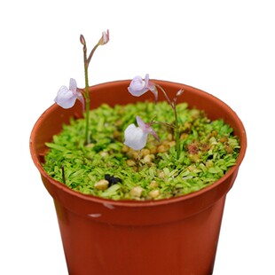 禾叶狸藻小虫草堂植物盆栽小白兔子食虫草蓝挖耳草水养水培生花卉