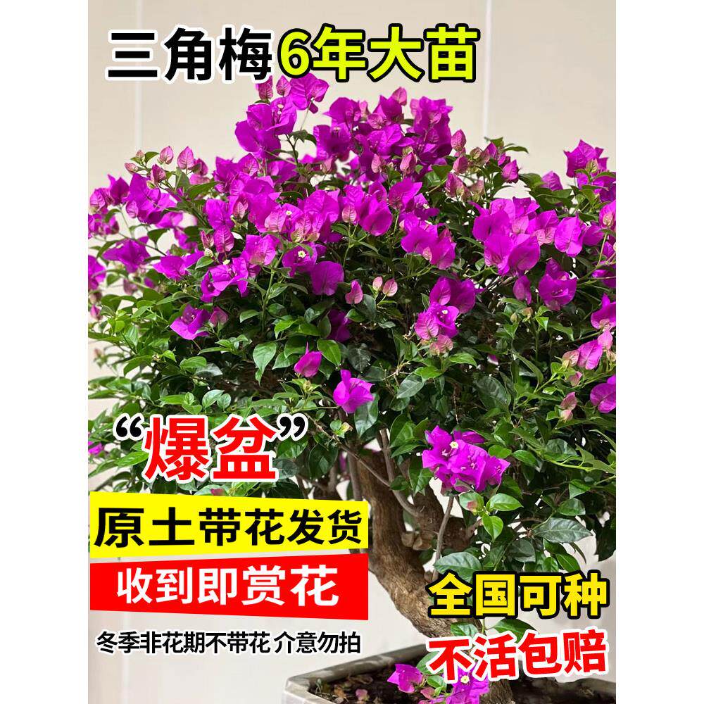 三角梅盆栽带花苞红樱云南紫大苗庭院重瓣花卉耐热耐晒