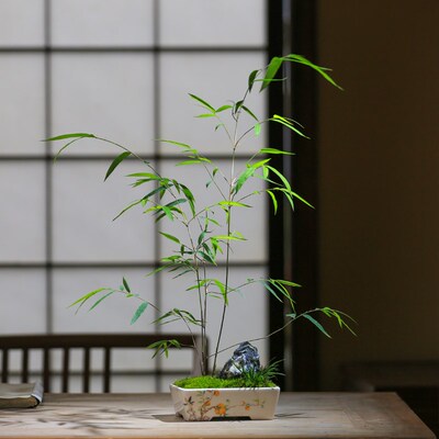 内门竹名贵竹苗竹子盆栽庭院室内茶室观叶四季常青精美竹子盆景竹