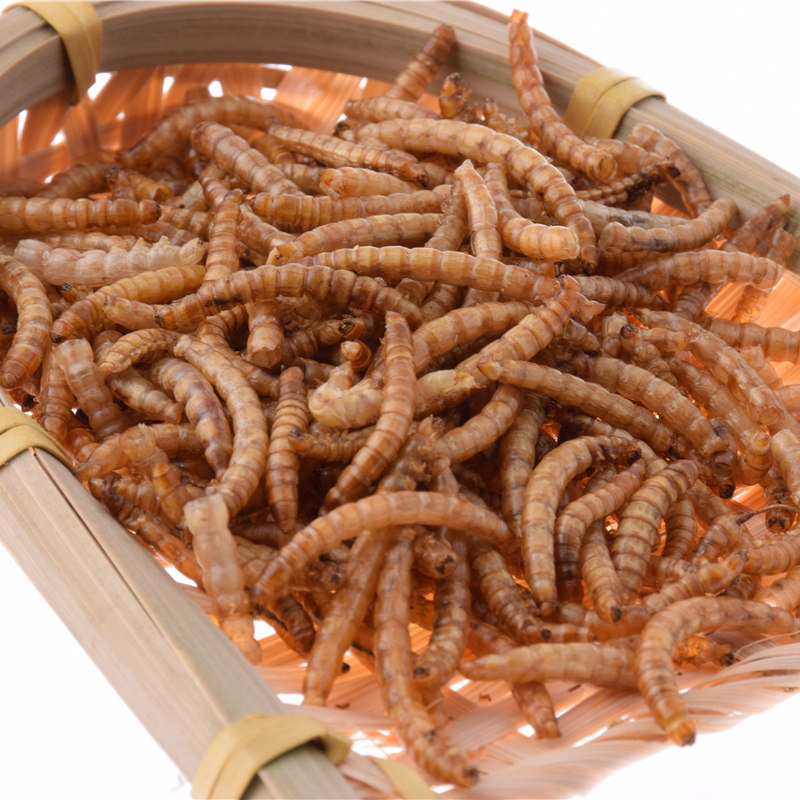 面包虫干仓鼠粮食黄粉虫鹦鹉八哥刺猬金丝熊零食龟粮金龙银龙鱼食,宠物/宠物食品及用品,观赏鱼饲料,淘宝优惠券,粉丝福利购,淘宝优惠卷