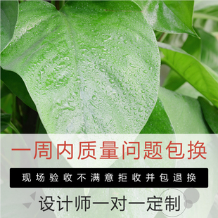 金叶子大绿萝室内除甲醛大型植物盆栽客厅办公室绿植花卉成都广州