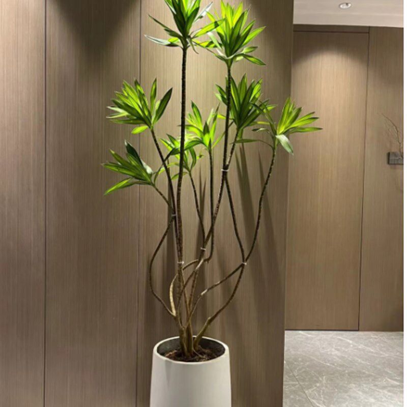 大型室内绿植百合竹盆栽北欧风植物客厅办公室净化空气好养易活