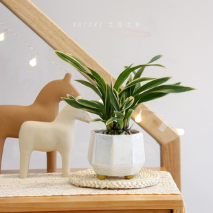 土生土长 神童冠金边兰花室内办公盆景净化空气桌面盆栽绿植兰花